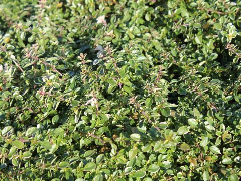 Thymus pulegioides 'Foxley'