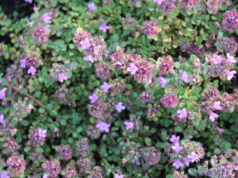 Thymus praecox 'Pink Chintz'