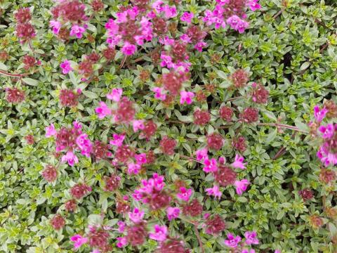 Thymus praecox 'Red Carpet'