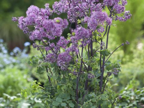 Thalictrum purplelecious Thalictrum purplelecious