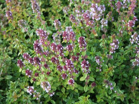Thymus serpyllum Thymus serpyllum