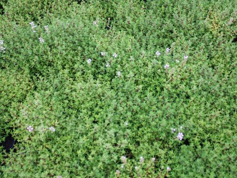 Thymus vulgaris 'Compactus'