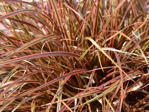 Uncinia rubra 'Everflame'