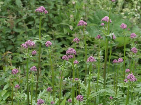 Valeriana officinalis