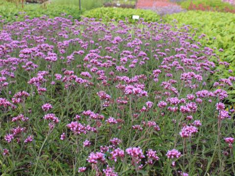 Verbena bonariensis 'Lollipop' ®