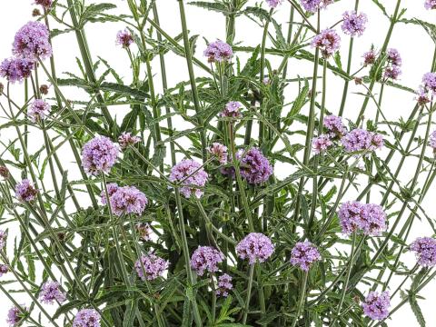 Verbena bonariensis 'Meteor Shower' ®