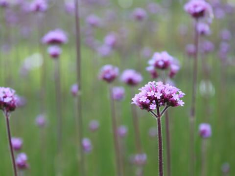 Verbena bonariensis