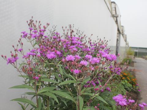 Vernonia crinita 'Mammuth' Vernonia crinita 'Mammuth'