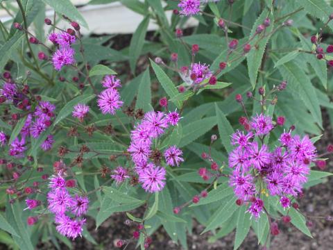 Vernonia crinita Vernonia crinita