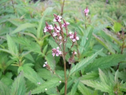 Verbena hastata 'Pink Spires'