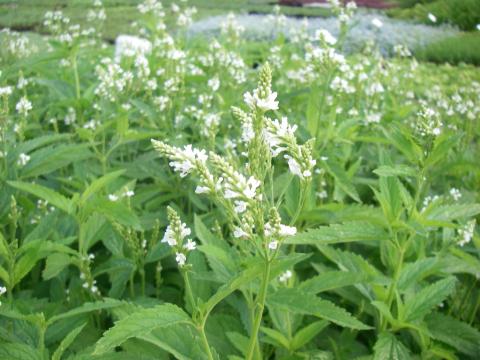 Verbena hastata 'White Spires'