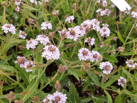 Verbena rigida 'Polaris'