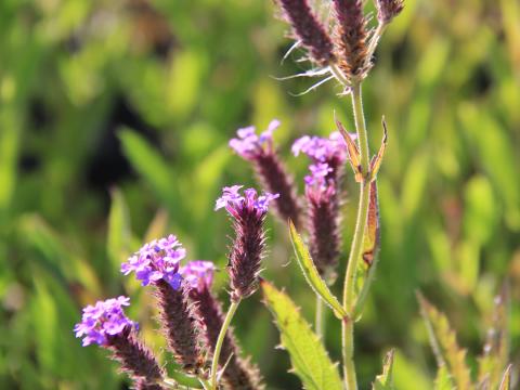 Verbena rigida ('Venosa')