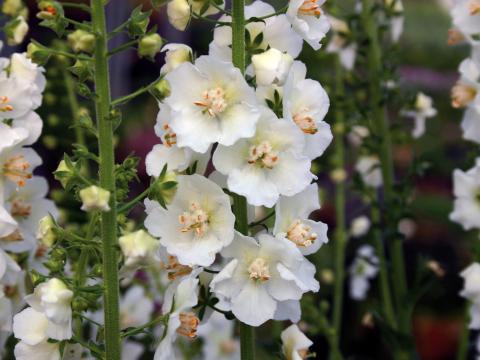 Verbascum 'Southern Charm' Verbascum 'Southern Charm'