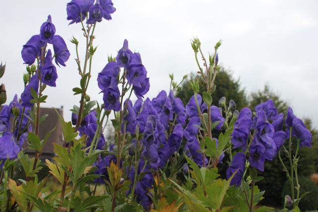 Aconitum carmichaellii  'Arendsii'