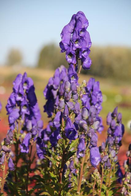 Aconitum carmichaellii  'Arendsii'