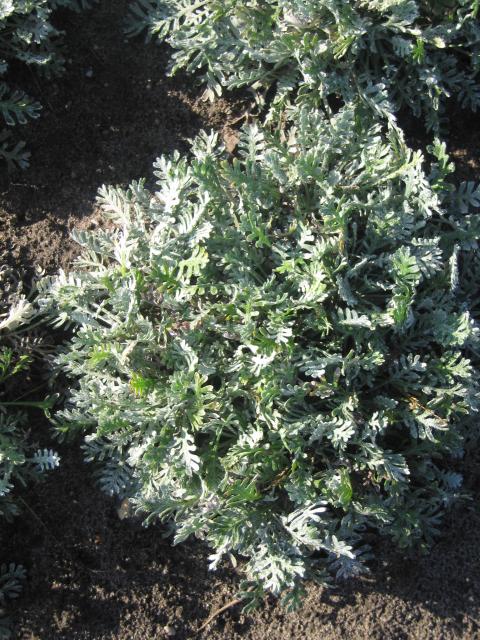 Achillea kolbiana