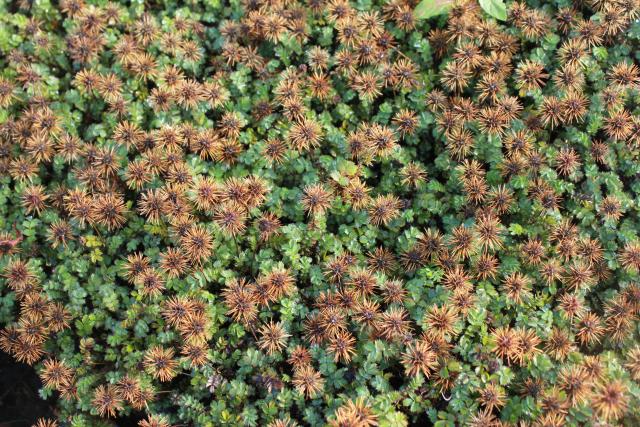 Acaena microphylla 'Dichte Matte'