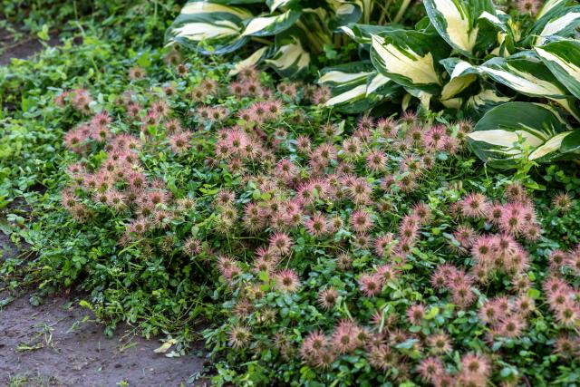 Acaena microphylla