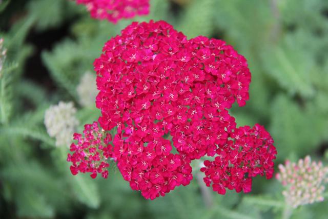 Achillea millefolium 'Pomegranate'