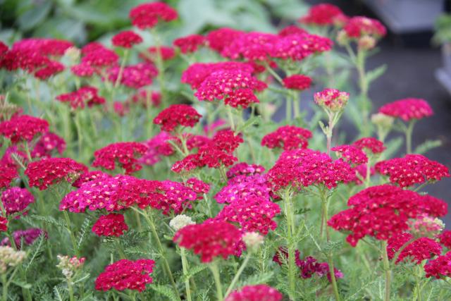 Achillea millefolium 'Pomegranate'