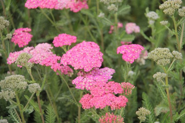 Achillea millefolium 'Wesersandstein'