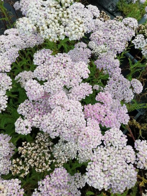 Achillea millefolium 'Wonderful Wampee'