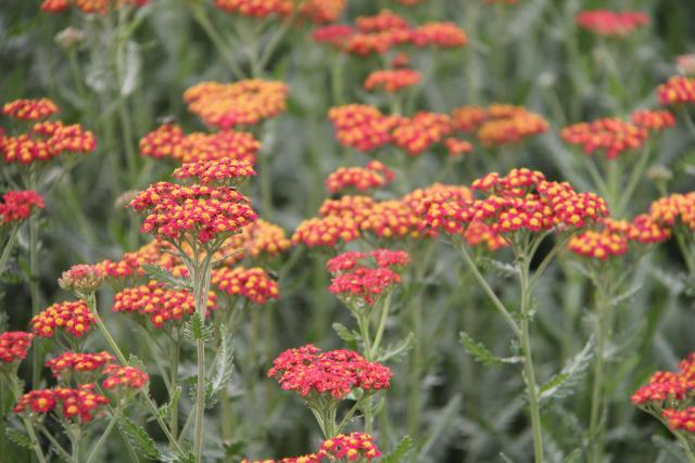 Achillea  'Safran'