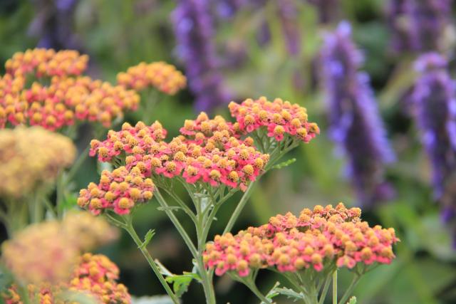 Achillea  'Safran'