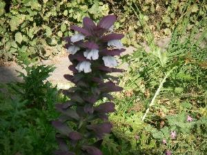 Acanthus spinosus