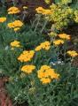 Achillea tomentosa