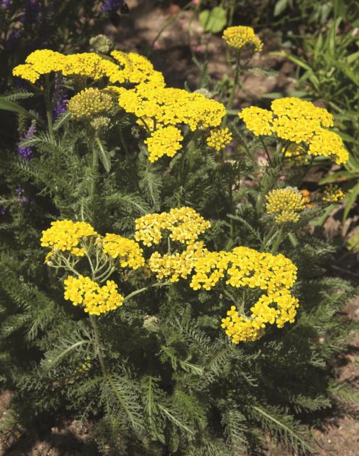 Achillea tomentosa