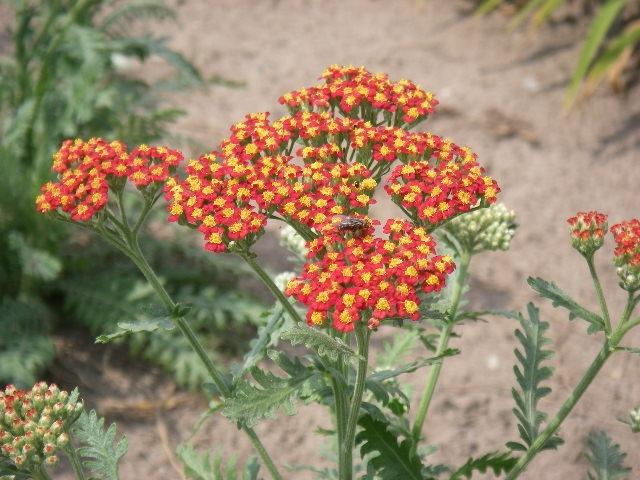 Achillea  'Walter Funcke'