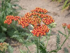 Achillea  'Walter Funcke'