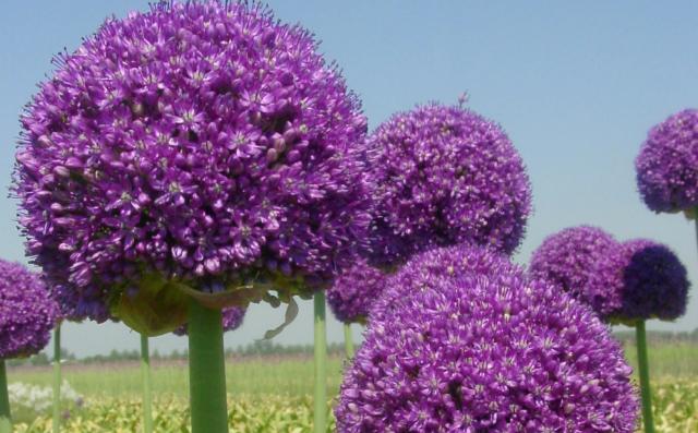 Allium 'Ambassador' 1l.