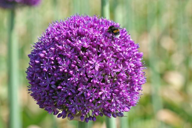 Allium 'Ambassador' 1l.