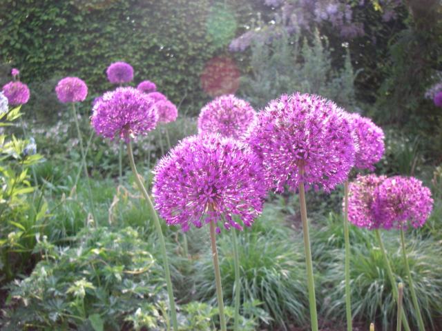 Allium aflatunense 'Purple Sensation'