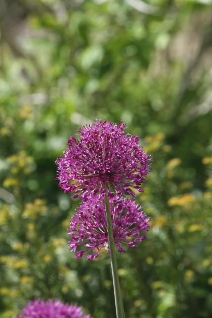 Allium aflatunense 'Purple Sensation'