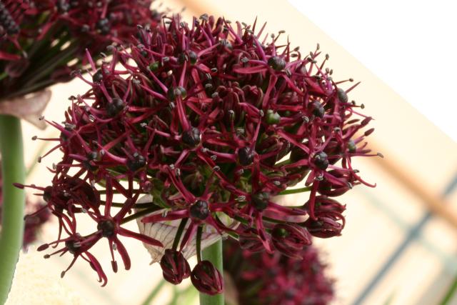 Allium atropurpureum