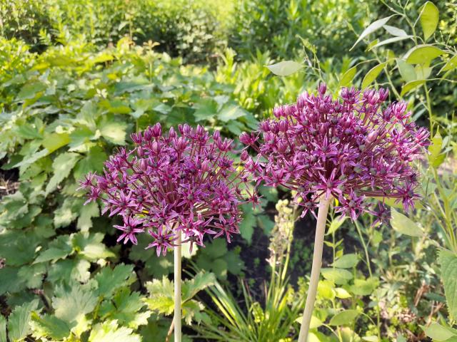 Allium atropurpureum