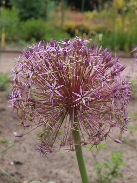 Allium christophii (albopilosum) 1l.