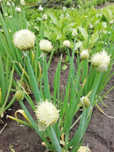 Allium fistulosum