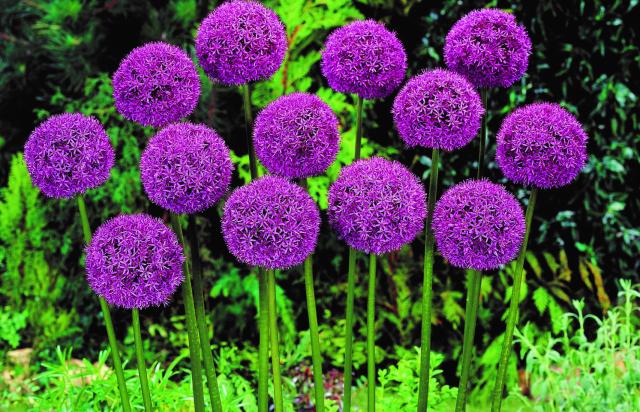 Allium  'Gladiator' 1l.