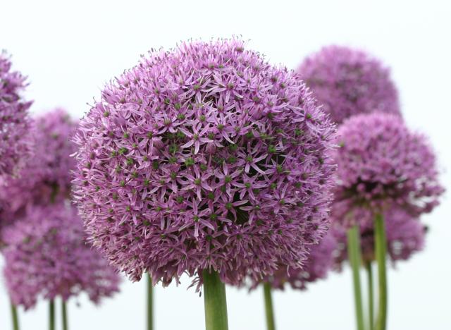 Allium  'Gladiator' 1l.