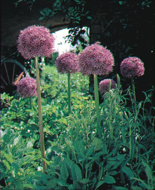 Allium  'Globemaster' 1l.