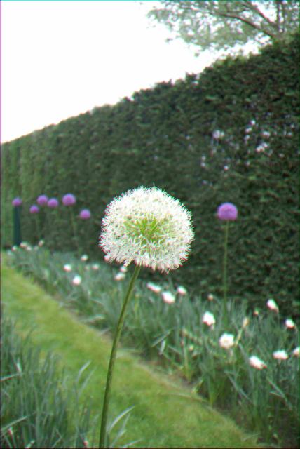 Allium  'Mont Blanc' 1l.