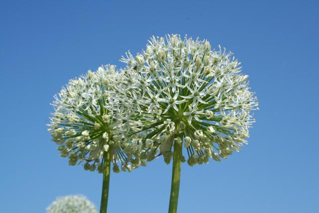 Allium  'Mont Blanc' 1l.