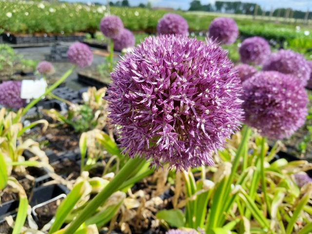 Allium 'Pinball Wizard' 1l.