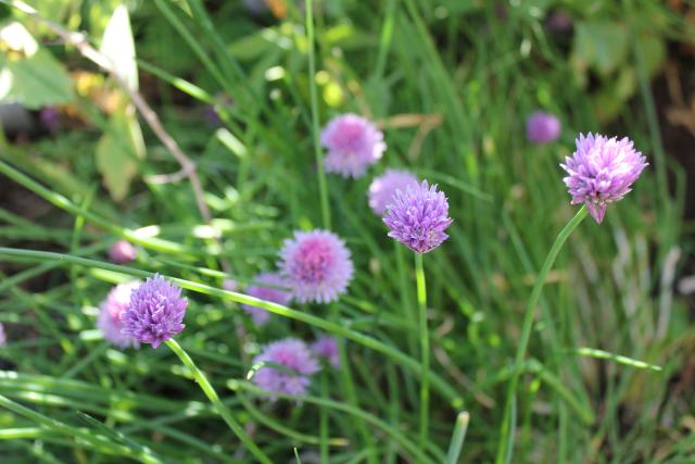 Allium schoenoprasum