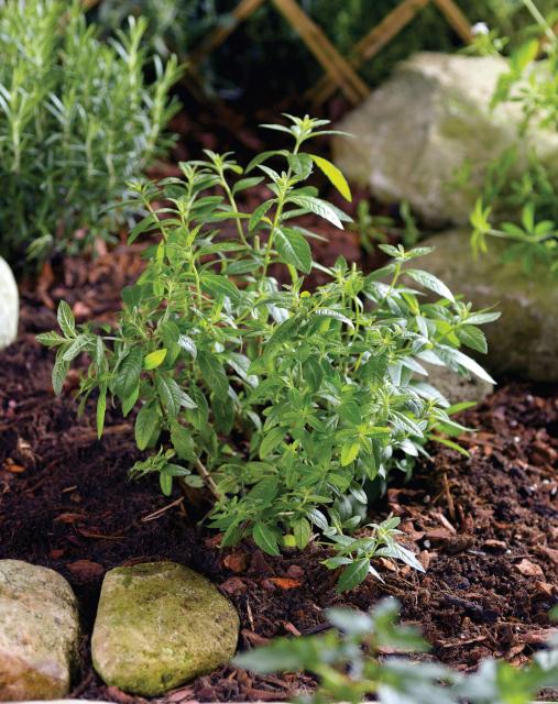 Aloysia triphylla